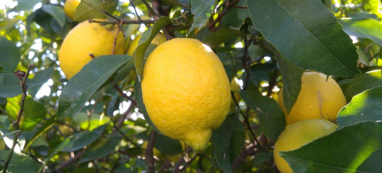 Amalfi is famous for its lemons Lemons growing on a tree