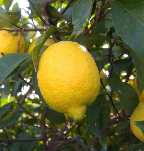 Lemons growing on a tree