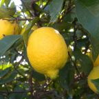 Lemons growing on a tree
