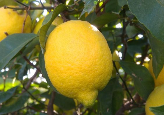 Lemons growing on a tree
