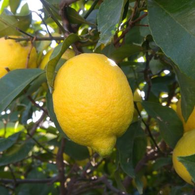 Lemons growing on a tree